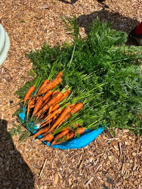 Freshly lifted carrots with their tops still on beside a raised bed in a Devon garden