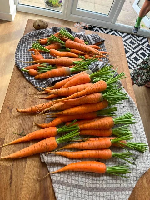 A large crop of carrots grown in Coastal Compost, laid out on a kitchen table in Modbury